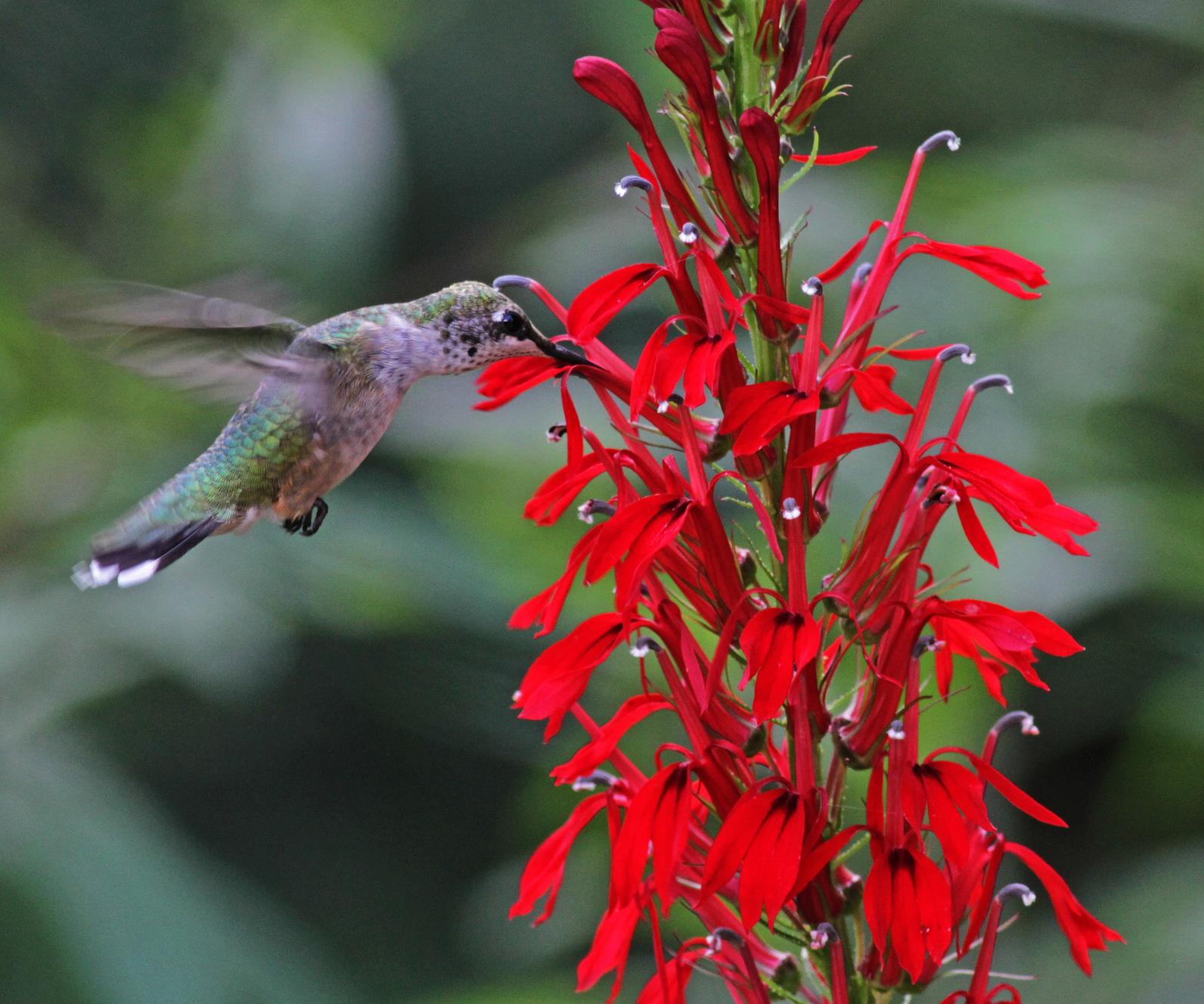 Buying Seeds? Attract and Protect Birds with Native Plants