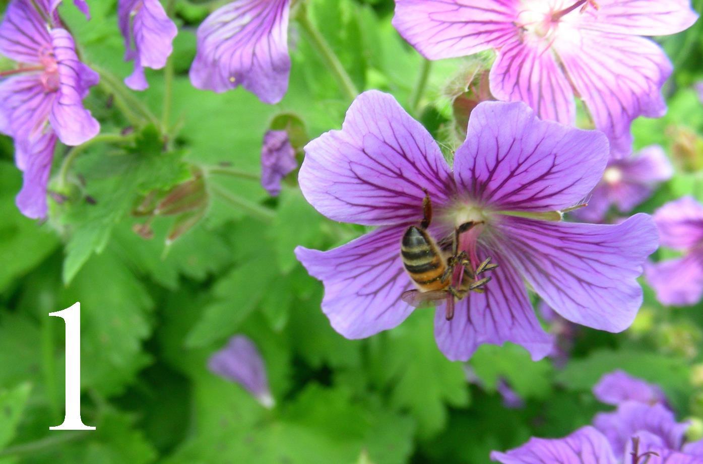 Native Plants For Birds | New York