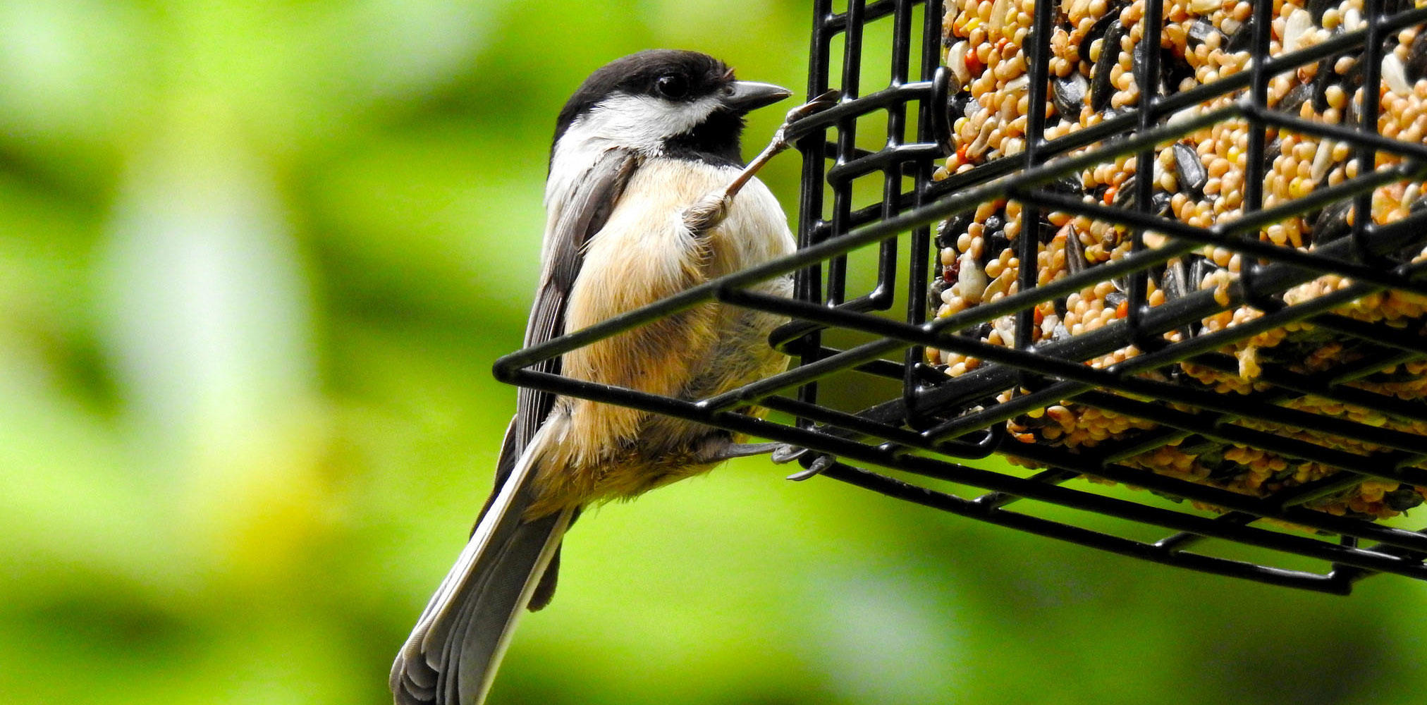 Bird Feeder Not Attracting Birds