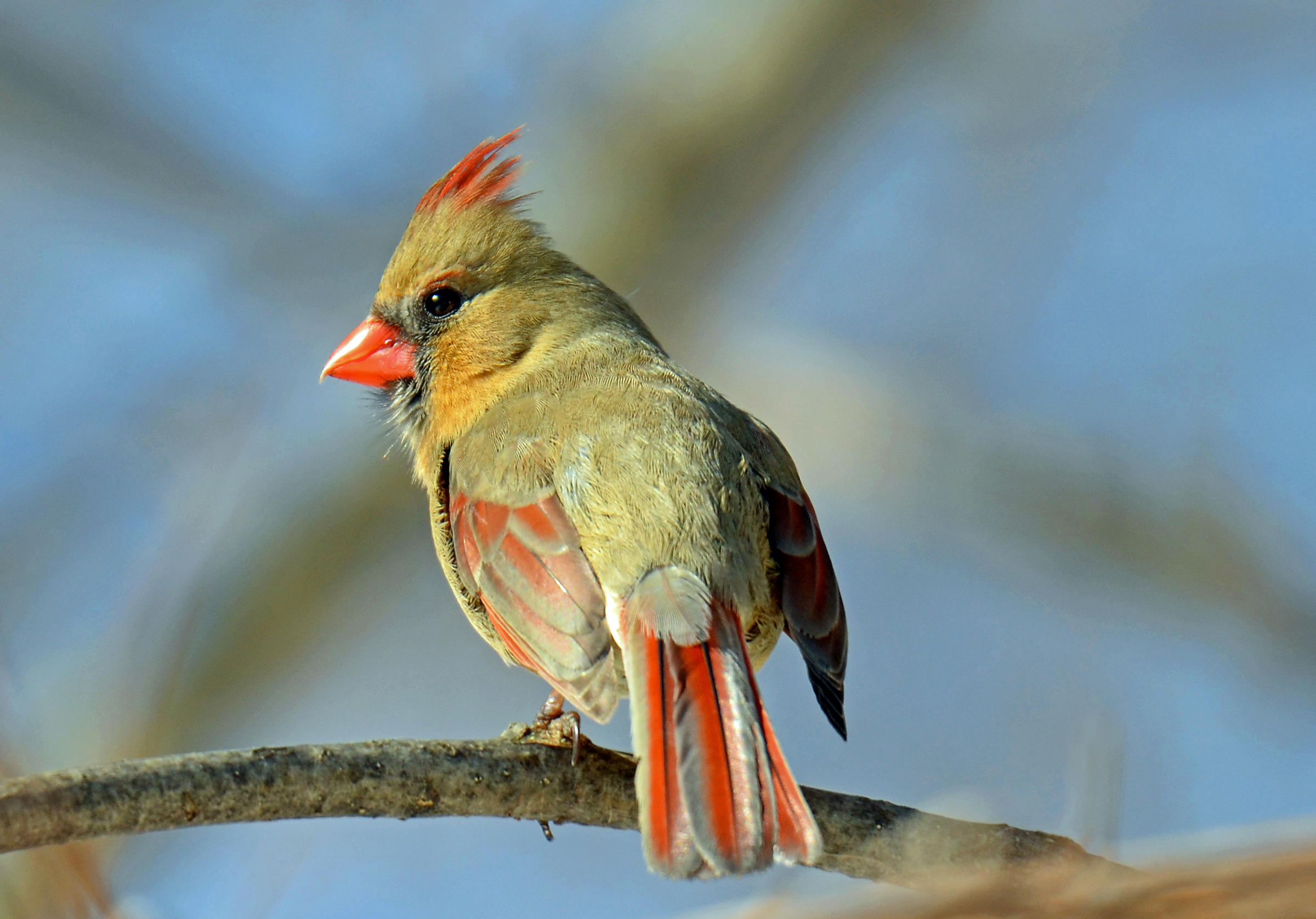 Audubon At Home | Audubon New York