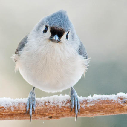 Welcome Winter Birds to Your Yard | Audubon New York