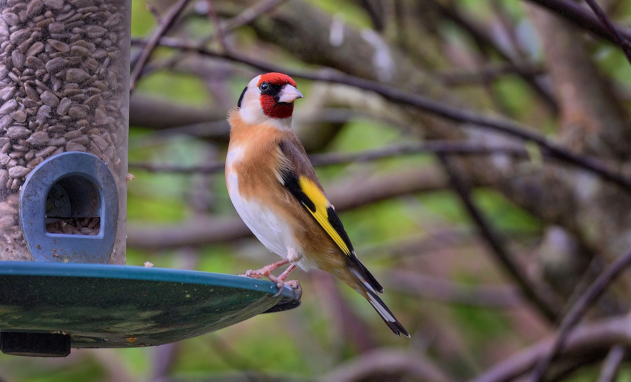 goldfinch_tom_lee.jpg | Audubon New York