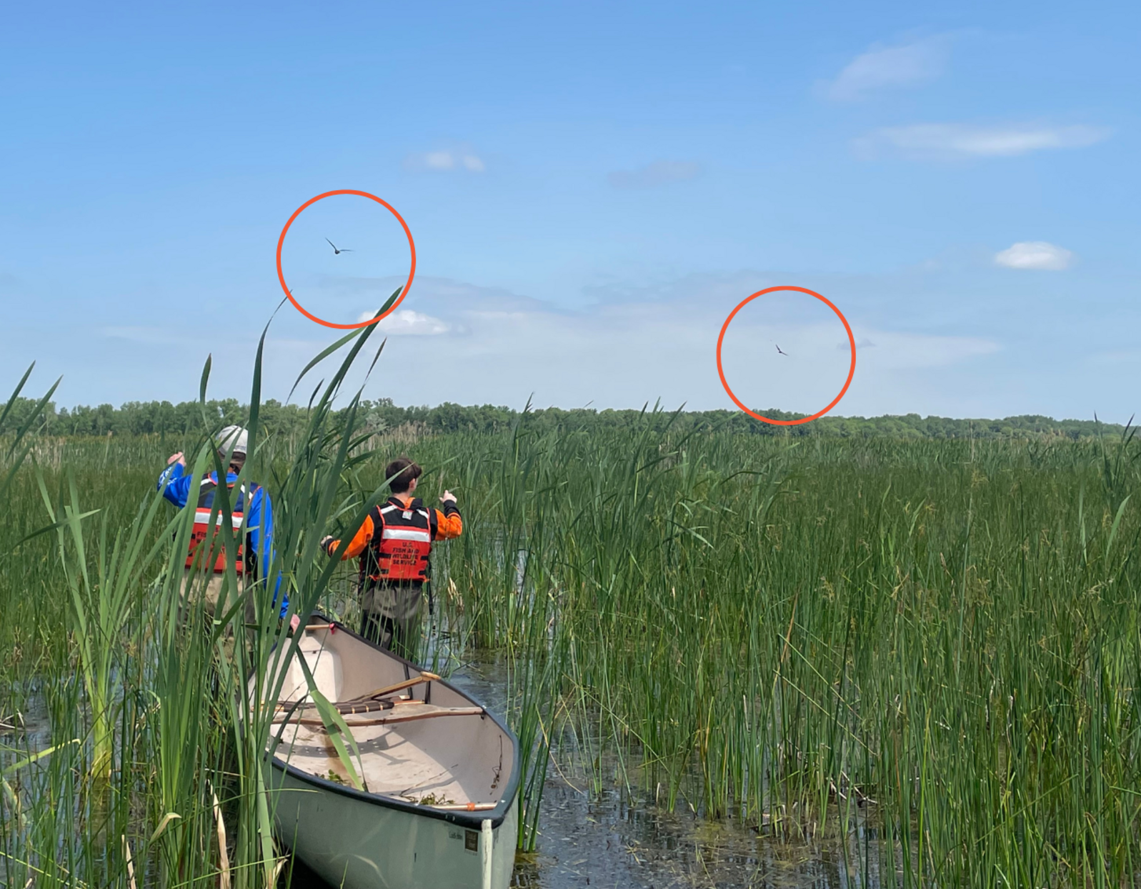 Two people stand in the marsh with a kayak, counting two black terns flying overhead
