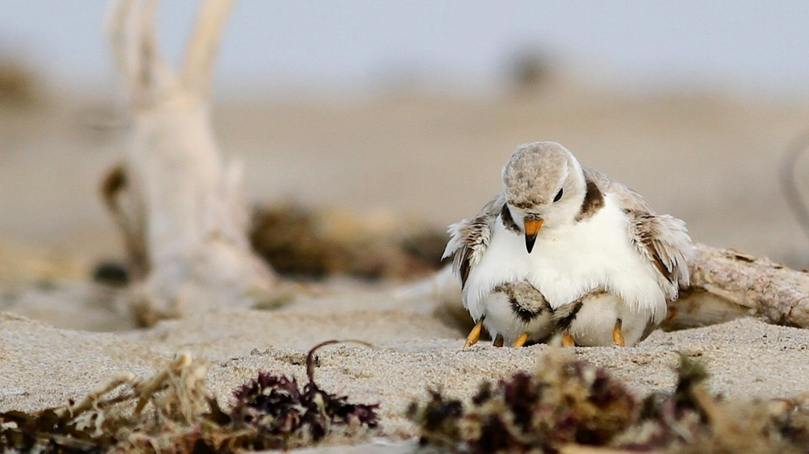 A Piping Plover parent watches as two of its fluffy chicks to nestle up beneath its belly. The family is on a beach littered with driftwood and rocks.