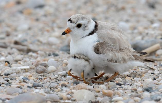 Protect Beach-Nesting Birds