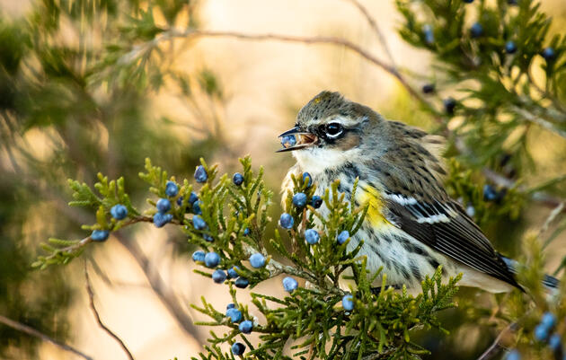 Native Plants and the Birds Who Love Them