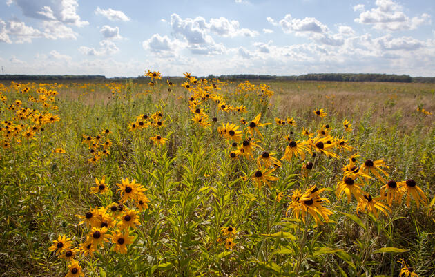 Native Plants and the Birds Who Love Them