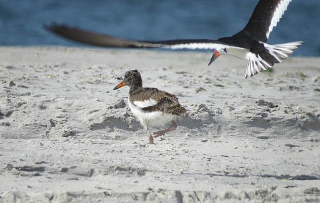 Sustained Conservation for Long Island