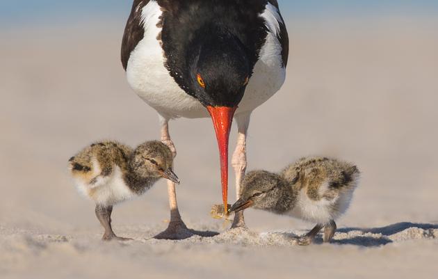 A Colorful Way to Help Keep Shorebirds Safe