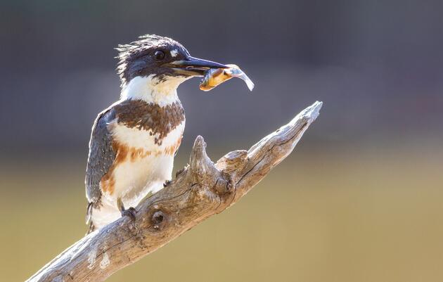 10 Marsh Birds Teaching Us About Wetlands