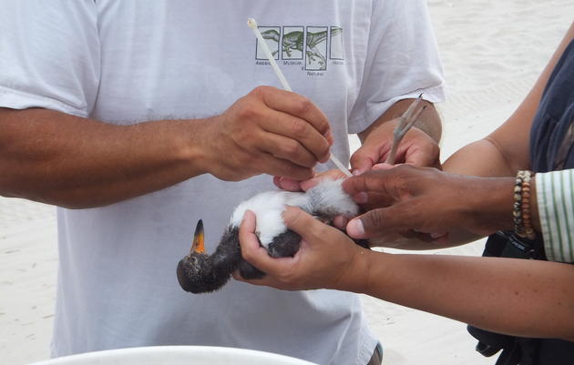 Bird Banding: A Valuable Conservation Tool
