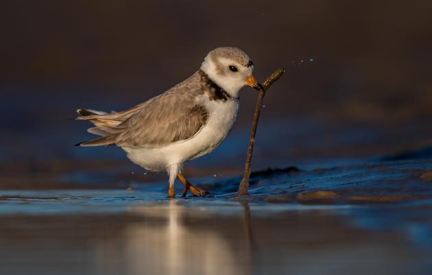 10 Times Plovers Made My Day