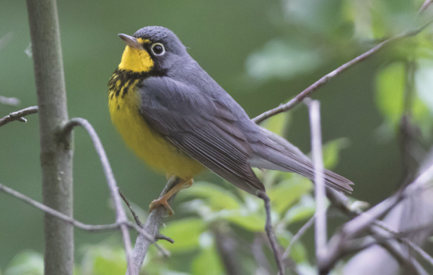 Managing Forests for Birds: a Forester's Guide