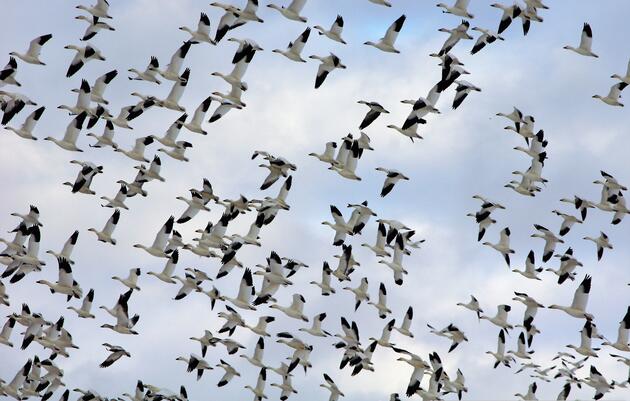 All About Snow Geese