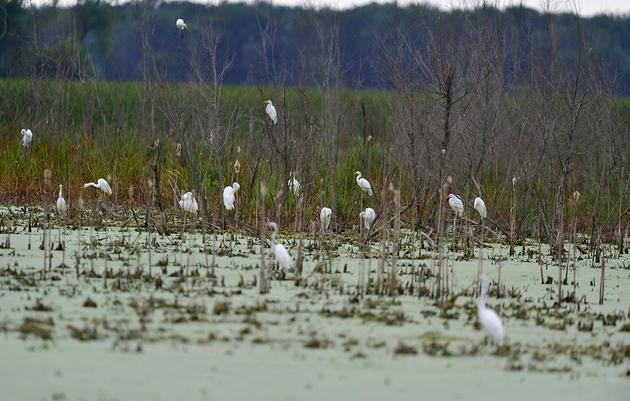 Montezuma Wetlands Complex is an Important Bird Area