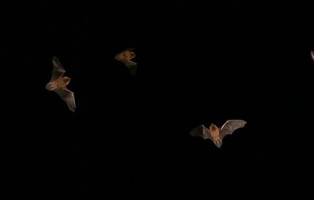 Bats of New York