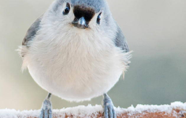 Welcome Winter Birds to Your Yard