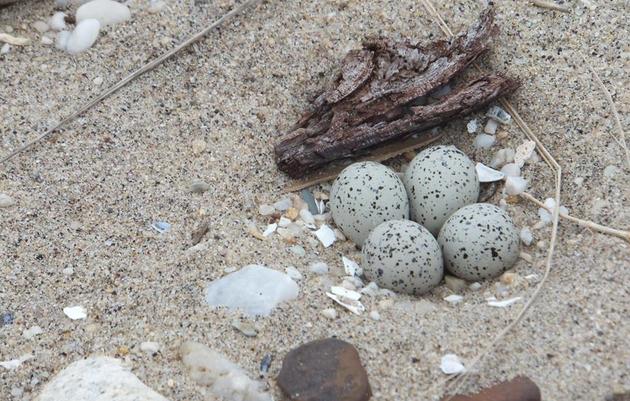 10 Ways to Help Beach-Nesting Birds