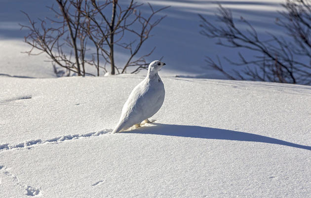 A Beginner's Guide to Reading Bird Tracks in Snow