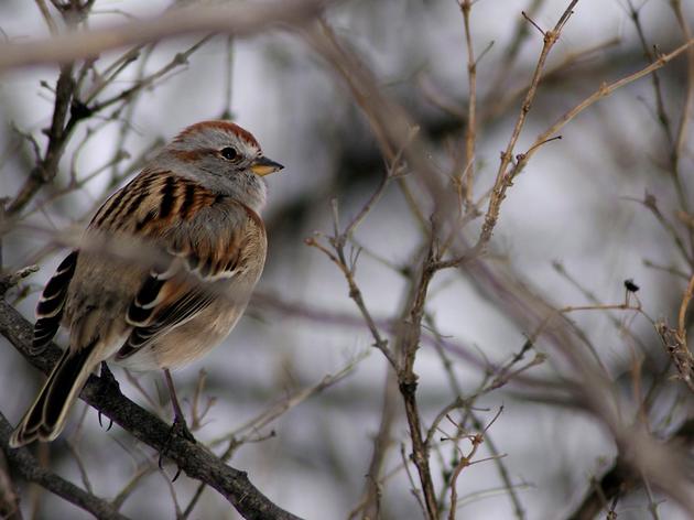 how birds follow the food, plus best practices for bird-feeding, with aubudon’s eric lind