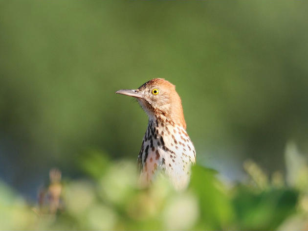 How One Underappreciated Habitat Is a Boon for Birds