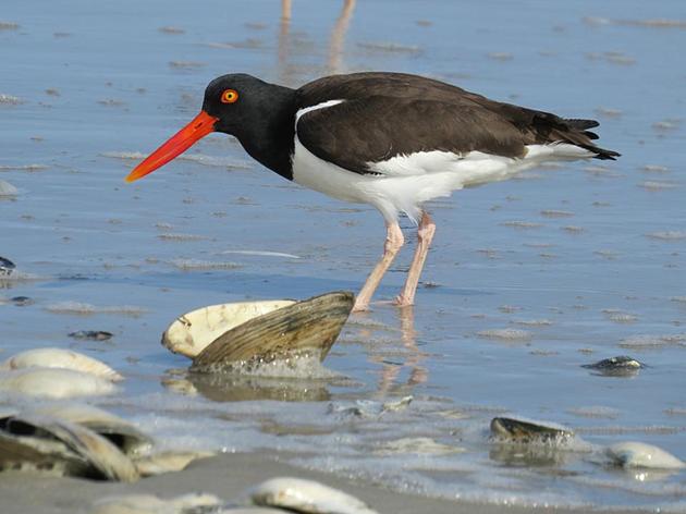 Audubon New York Supports Passage of the Ocean Acidification Task Force Legislation 