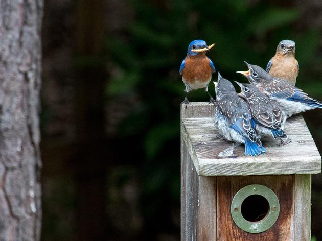 A Guide to Nesting Birds in New York