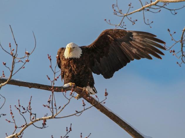Where to See Bald Eagles in New York