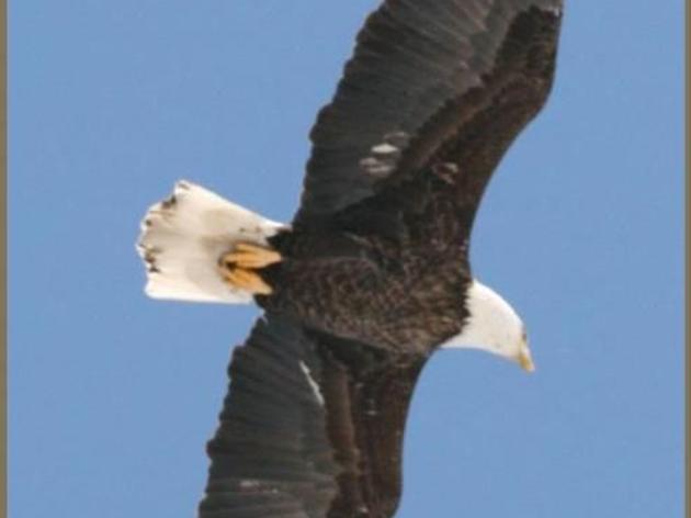 More than 70 bald eagles accounted for at wildlife refuge in Seneca Falls