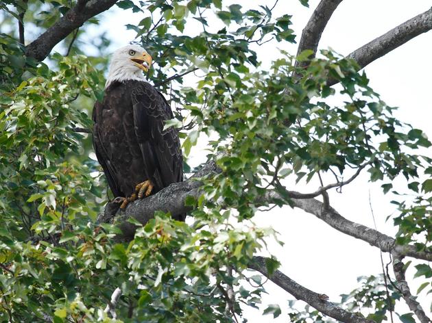 Bald Eagles Back In Big Way In Putnam, Hudson Valley