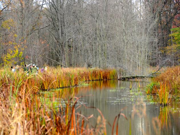 Seneca Meadows Wetlands Preserve Given Audubon Conservation Distinction