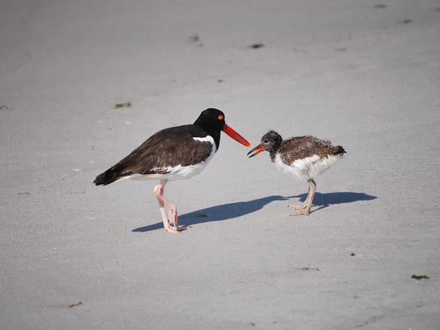 Op Ed: Protecting Shorebirds Along The Atlantic Flyway