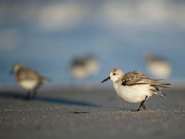 Five Climate-Threatened Birds and How You Can Help Them 