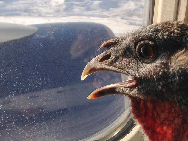 Why Turkeys And Other Birds Make Great Therapy Animals