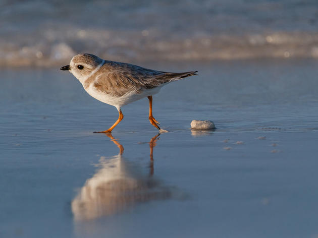 Proposed Mines in The Bahamas Threaten Winter Home of Migratory Shorebirds