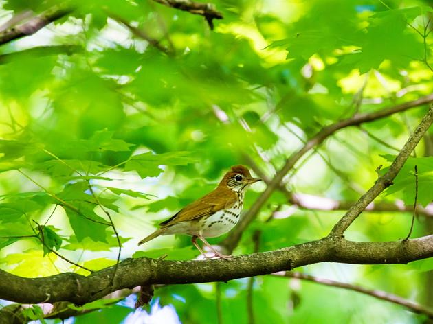 Domtar & AFF Announce Partnership for Forest Conservation and Bird Habitat