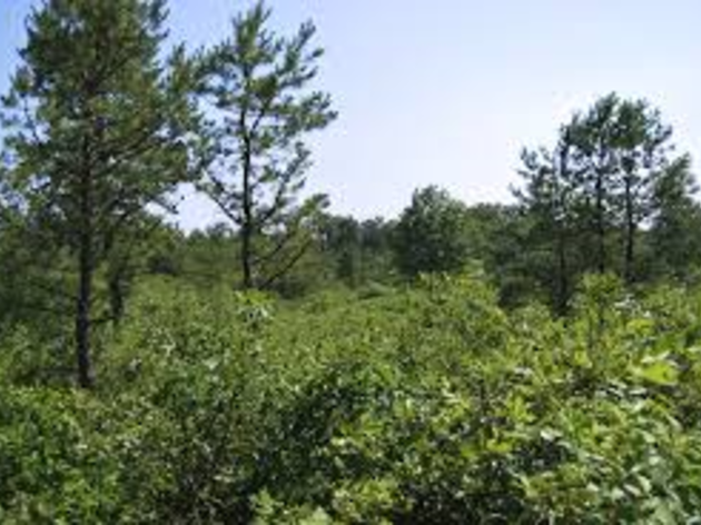 St. Lawrence County forest owners can apply for funding to address insufficient young forest habitat for targeted wildlife species