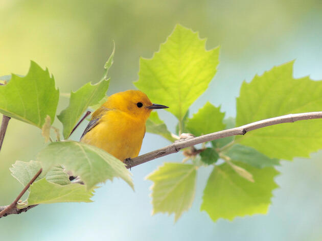 Audubon Applauds New Law Establishing 30X30 Goal for New York State