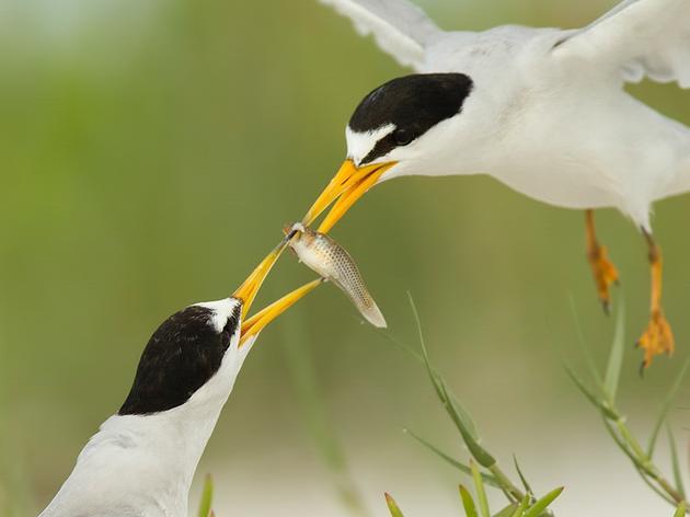 Protect Seabirds and their Habitats