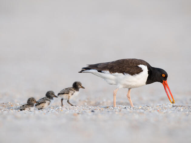 How to Know If a Shorebird Is Being Disturbed