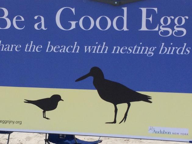 Group For The East End's "Be A Good Egg" Campaign Educates Students About Local Birds