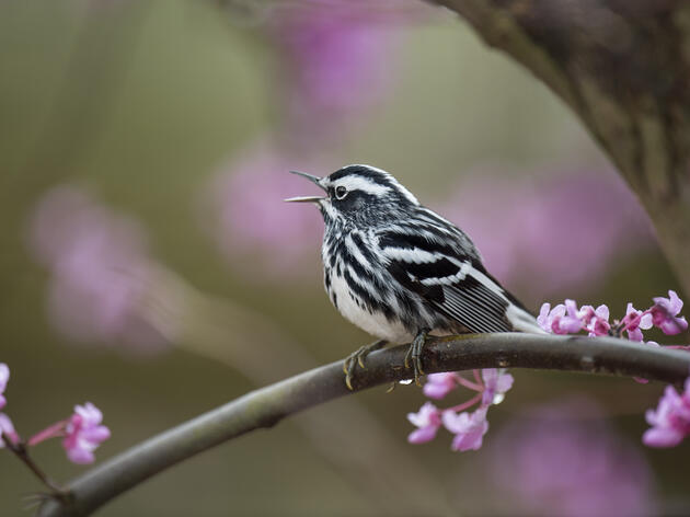 Five Forest-dependent Birds that Return in Early Spring