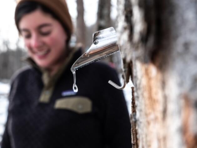 Women Making Maple: Voices From The Sugarbush
