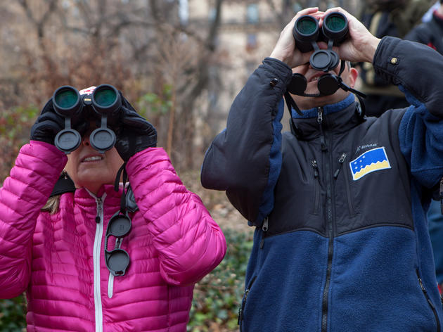 Local Birds Counted for Science during Audubon’s 119th Annual Christmas Bird Count