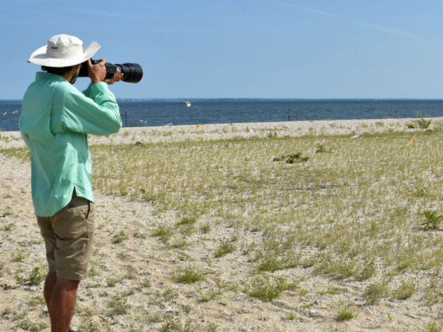  A Biologist’s Secret to Beach-nesting Bird Photography