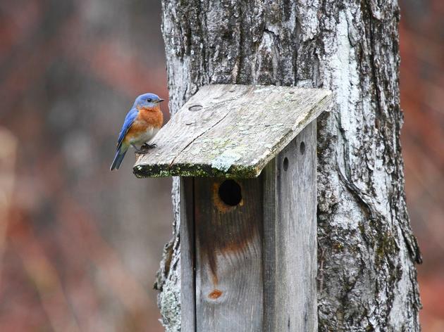 Birdhouses: When “Home Sweet Home” is “For the Birds”
