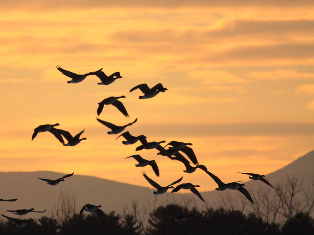 ‘Lights Out New York Initiative’ To Protect Migratory Birds