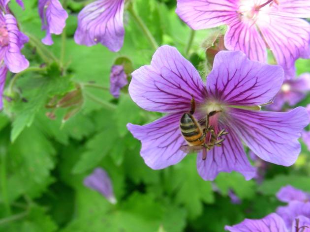 Governor announces response to honeybee health crisis