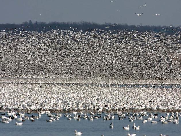Migrating waterfowl crowd Montezuma Refuge during spring migration