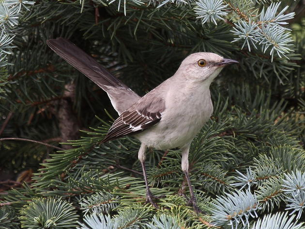 A Guide: What Even Is a Christmas Bird Count and Why You Should Do It